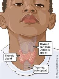 Thyroid