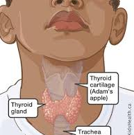 Thyroid